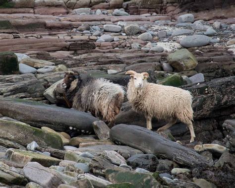 North Ronaldsay Sheep: The Unique Seaweed-eating Sheep Of Scotland