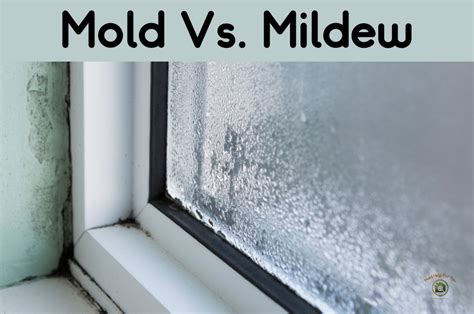 Mildew Vs Mold