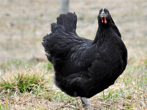 Breed Spotlight: The Black Jersey Giant | Meyer Hatchery Blog | Day old ...