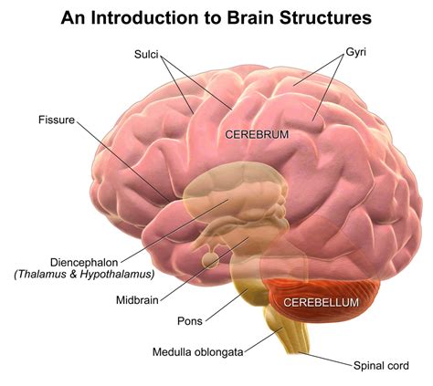 Brain Anatomy Labeled Diagram