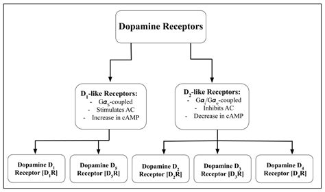 Dopamine Receptors