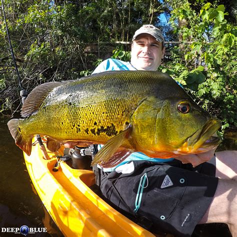 Peacock Bass & Clown Knife Fish Charter - Deep Blue Kayak Fishing