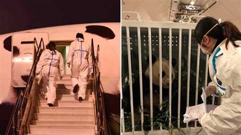 US-born panda arrives in China's Sichuan- China.org.cn