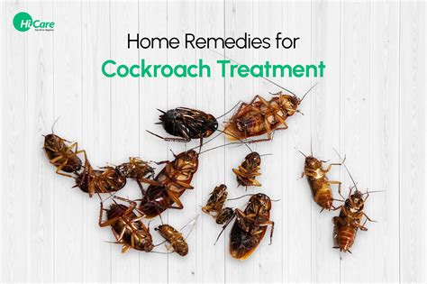 18 Simple Home Remedies for Cockroach Treatment You Must Try