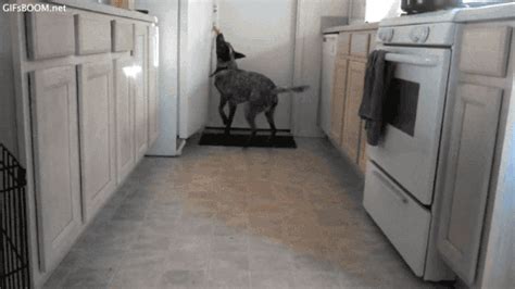 Hungry Fridge GIF - Find & Share on GIPHY