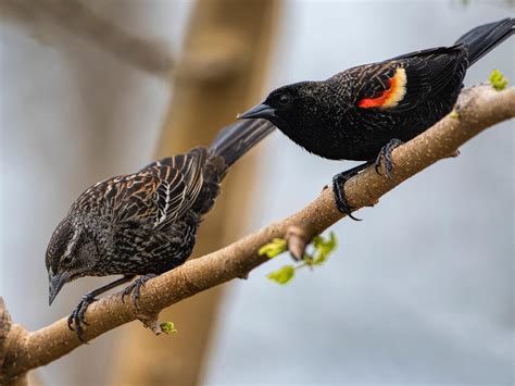 Red-winged Blackbird Migration: A Complete Guide | Bird Fact