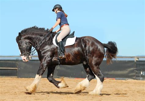 Deacon's Gate Shires | Draft horses, Horses, Clydesdale