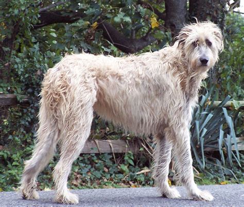 Everything about your Irish Wolfhound - LUV My dogs