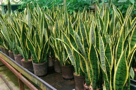 Snake Plants: How to Care for Snake Plants (Sansevieria or Mother-in ...