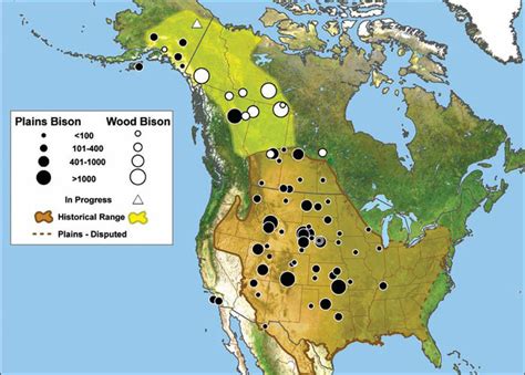 Bison In The World - Once An Endangered Animal,American Bison