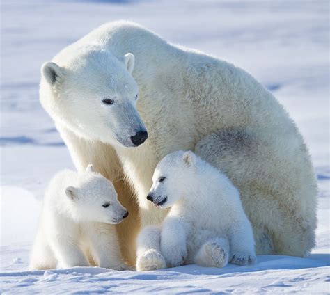 Photos polar bear cubs – Artofit