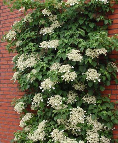 11 Climbing Hydrangea Varieties – World of Garden Plants