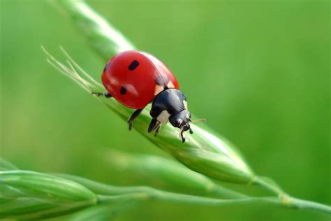 Ladybugs are small, beautiful insects that are beloved by many – Nature ...