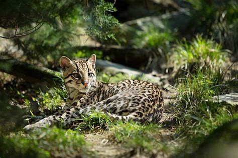 The Conversation: Endangered Ocelots and Their Genetic Diversity May ...