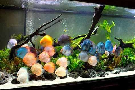 Collection of lovely Discus Tanks - Cichlid Lover