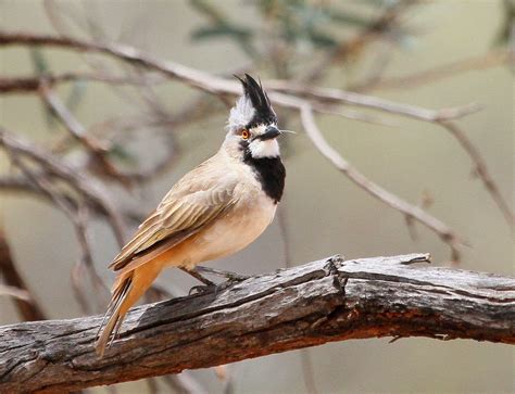 Crested Bellbird (Oreoica gutturalis) Australia | Crest, Australia, Animals