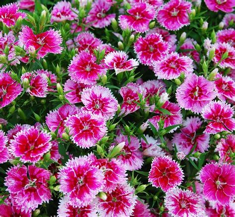 10 Stunning Pink Annual Flowers For Your Garden - Garden Lovers Club ...