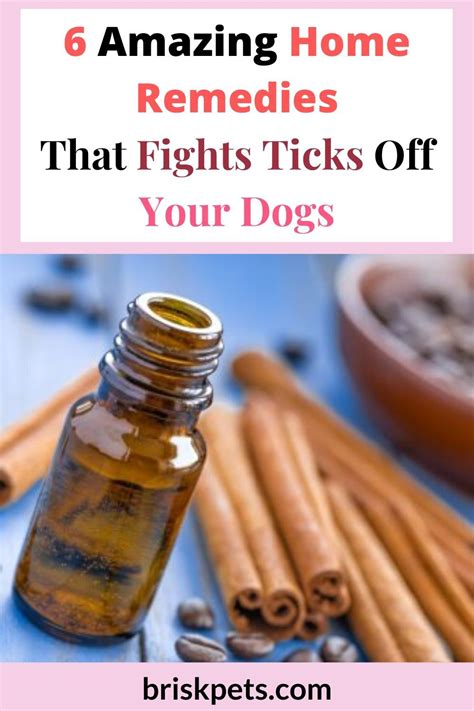 6 Amazing Home Remedies That Fights Ticks Off Your Dogs | Ticks on dogs ...