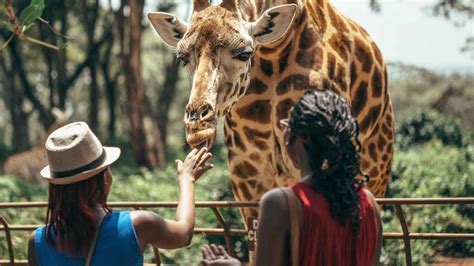 The BEST Nairobi National Park Tours 2022 - FREE Cancellation ...