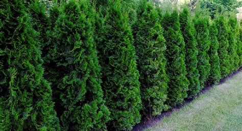 How Fast Do Junipers Grow? - EmbraceGardening