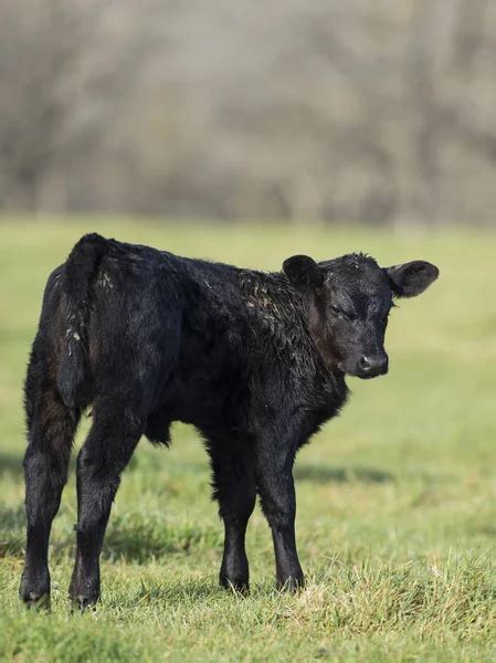 Angus Calves — Stock Photo © schlag #12468838