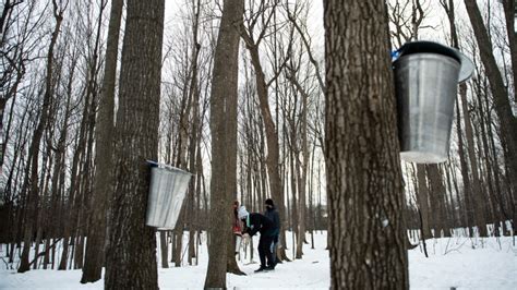 Canadian maple syrup production hits record high in 2022!