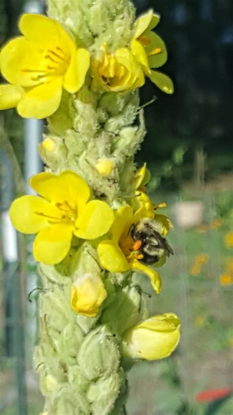 Befriending Plants: Magnificent Mullein