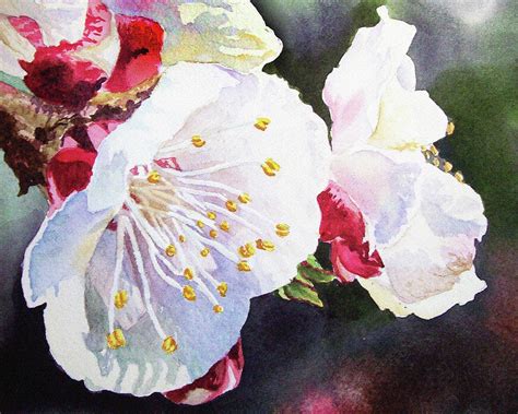 Watercolor Apricot Blossoms Painting by Irina Sztukowski - Fine Art America