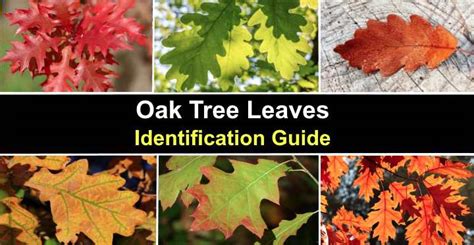 36 Oak Tree Leaves: Identification Guide (With Pictures)