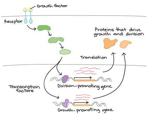 Expression of Genes | Biology for Majors I