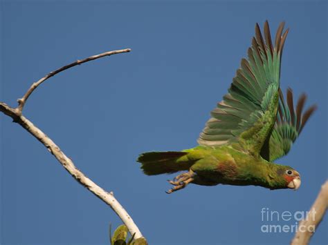 Cayman Parrot Photograph by Benton Conolly - Fine Art America