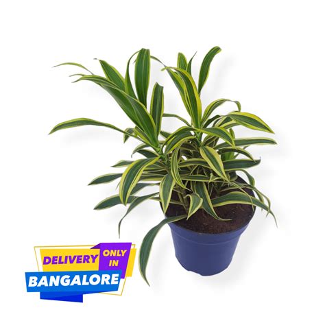 Buy Song of India Plant Online | TheBaghStore - Online Indoor Plants ...