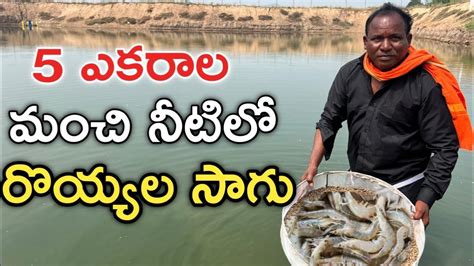 మంచి నీటి చెరువులో రొయ్యలు పెంచుతున్న | Prawns Farming | రైతు బడి - YouTube