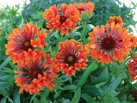 17 Vibrant Perennials That Bloom All Summer for a Colorful Garden ...