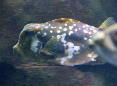 Buffalo Trunkfish