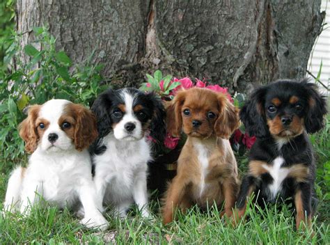 Cavalier King Charles Spaniel » Information, Pictures, & More