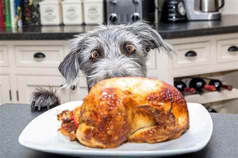 Can Dogs Eat Chicken? - Depend On Dogs