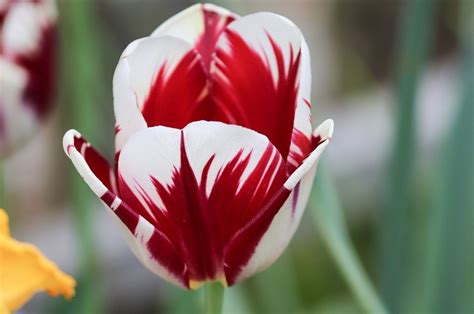 Red Tulip Meaning - What Does the Red Tulip Mean? » fodfood