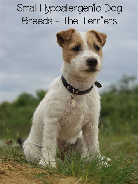 Small Hypoallergenic Dog Breeds - Terriers - DogVills