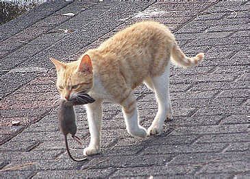 Cats eating rats and mice! | Animals eating Animals