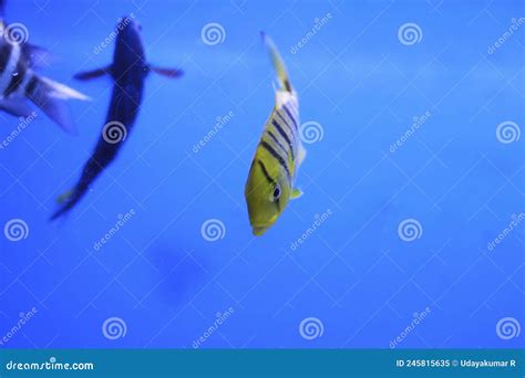 Aquarium Fish Golden Jack Golden Trevally Stock Image - Image of fauna ...