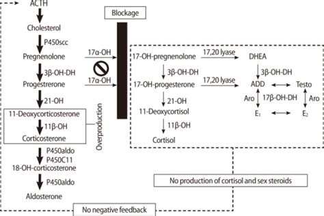 Pathogenesis in 17 alpha-hydroxylase deficiency (17OHD) | Open-i