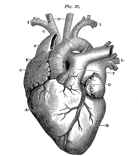 9 Anatomical Heart Drawings! - The Graphics Fairy