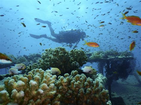 Northern Red Sea coral reefs may be able to survive a hot, grim future ...