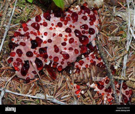 Bleeding Tooth Fungus (Hydnellum peckii) . The bleeding tooth fungus ...