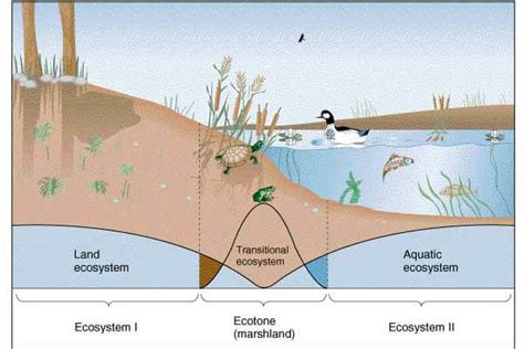 Ecotone: Edge Effect, Edge Species and Ecological Niche - PMF IAS