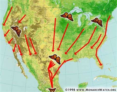 Monarch Watch : Migration & Tagging : Fall Migration