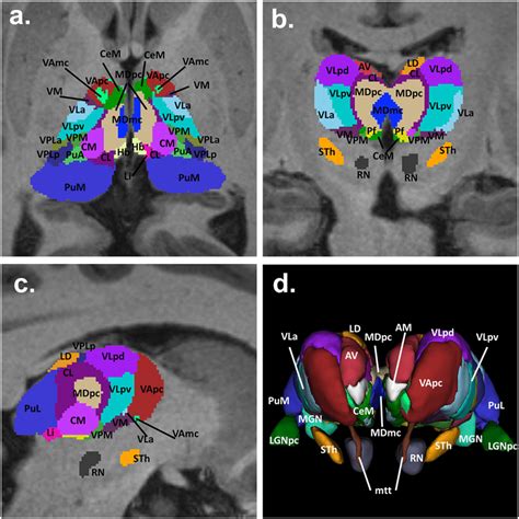 Segmentation of the thalamus and nuclei. Axial (a), coronal (b ...