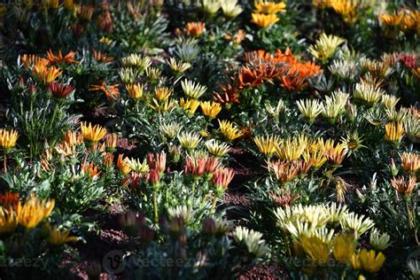 Farmed colorful outdoor flowers field 12011750 Stock Photo at Vecteezy