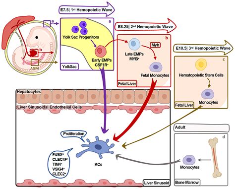 Frontiers | Heterogeneity and Function of Kupffer Cells in Liver Injury